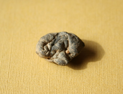 sarah-pickin-kierikkikangas-neolithic-gum.jpg