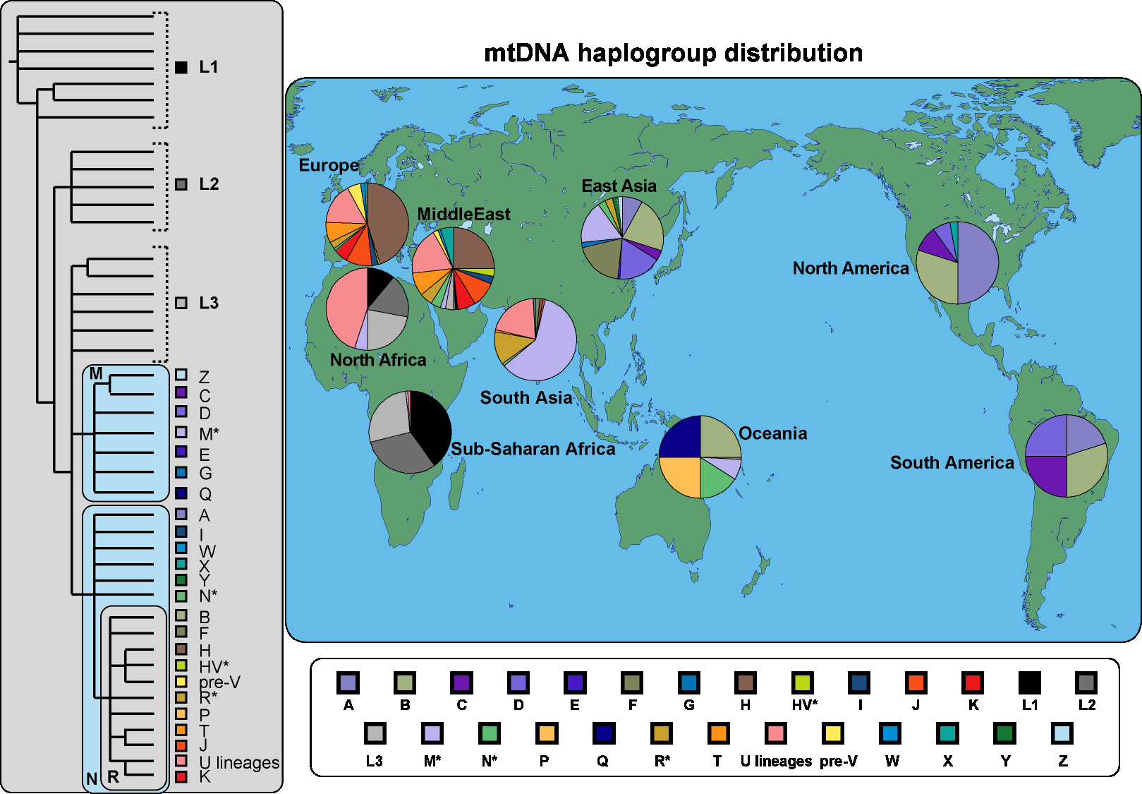 haplogroup map