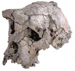 sahelanthropus tchadensis | Anthropology.