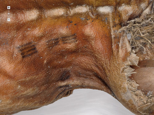 Ötzi mort et congelé dans un glacier il y 5300 ans Buch_iceman_05_02_09-42lr