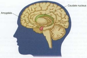 The location of the amygdala in the Human Brain – Anthropology.net