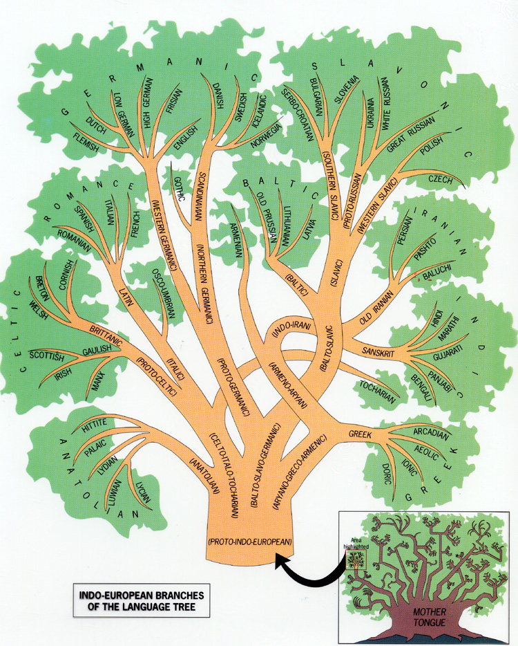 Image result for language tree"
