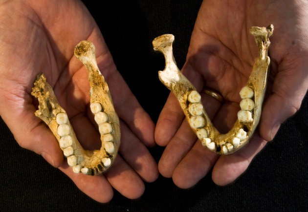 floresiensis jaws 
