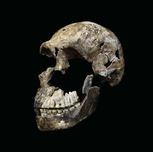 The male H. naledi specimen named "Neo", after being freed from the surrounding matrix