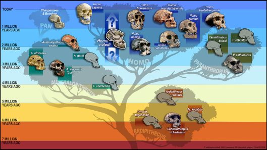 hominid_tree_skulls2560-c